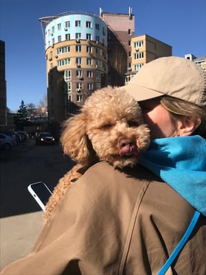 Собака не заходит в лифт: пошаговое приучение